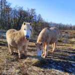 two white poneys