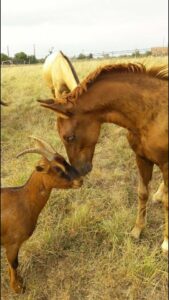 cheval et chèvre